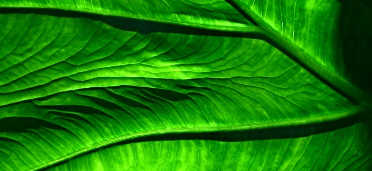 close-up view of a green leaf