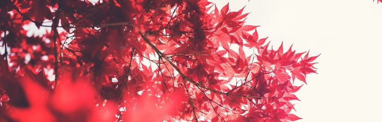 tree branches with vibrant red leaves on a background of white