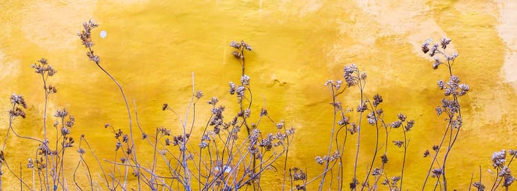 dried flowers against an old painted yellow wall