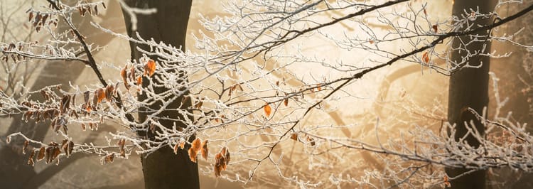 winter sunlight causing frozen tree branches to glow