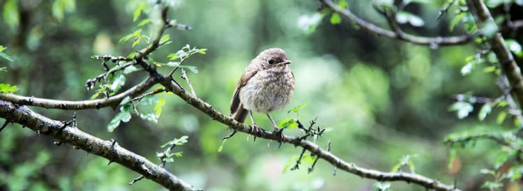 bird sitting on a tree branch