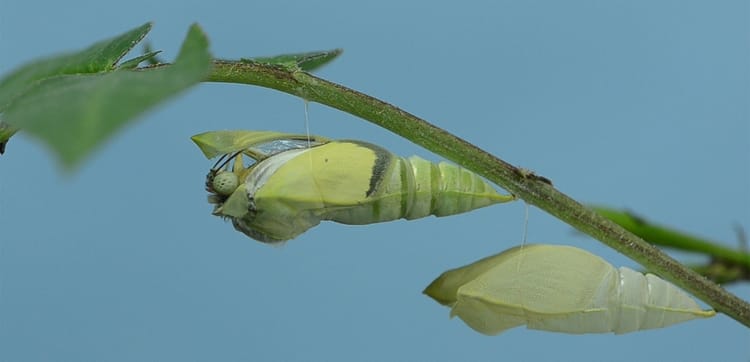 cocoon on a branch