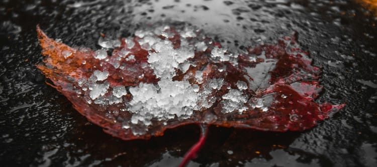 rain falling on a dry leaf covered in ice