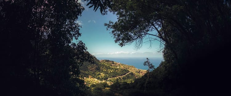 view of a faraway land or possibly ocean through some dark trees that are in the foreground