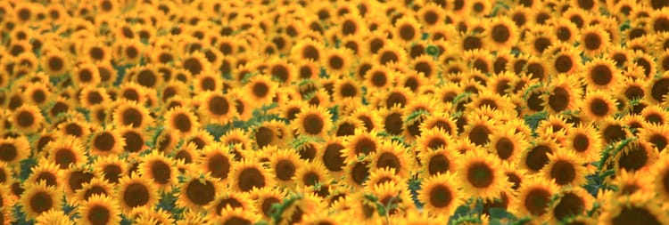 Sunflower Fields Forever