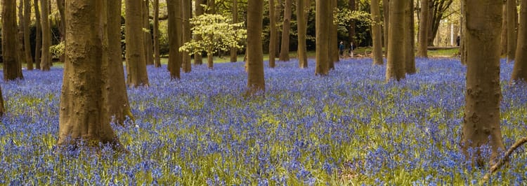 bluebells