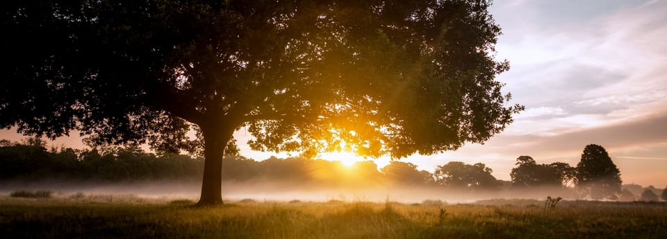 dawn breaking through trees in the countryside on a misty morning