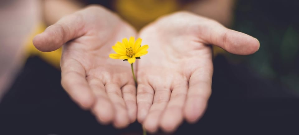 two hands holding a small yellow flower between them