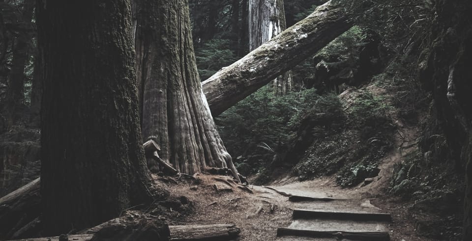 path in the forest blocked by a fallen tree