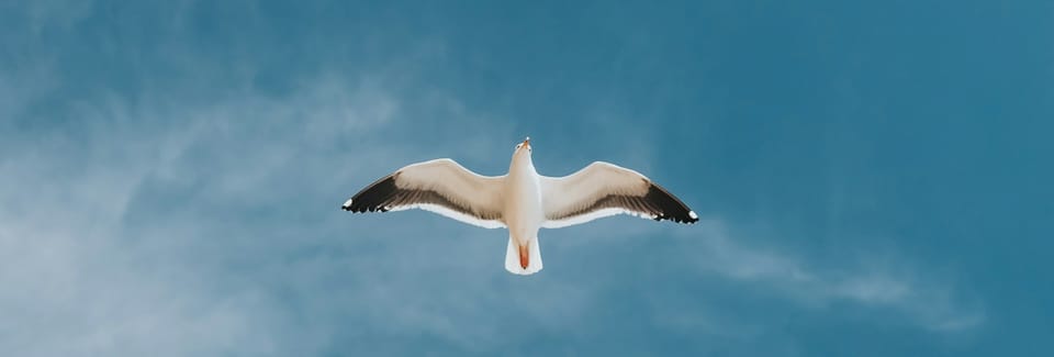 bird in flight against a bright blue sky