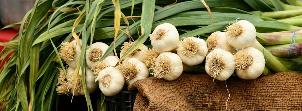 fresh garlic bulbs and plants